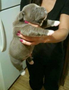 bluenose newborn bully pitbull