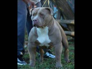for sale American Bully puppy