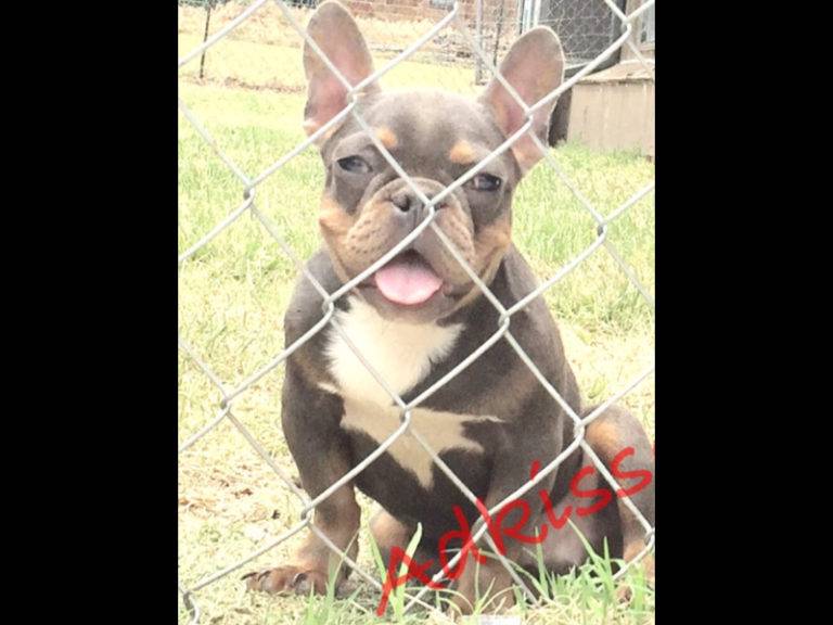 french bulldogs for sale and olde english bulldog puppies for sale