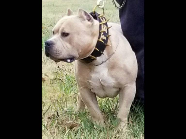 American Bully xxl for sale