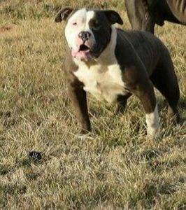 american bully xl pictures
