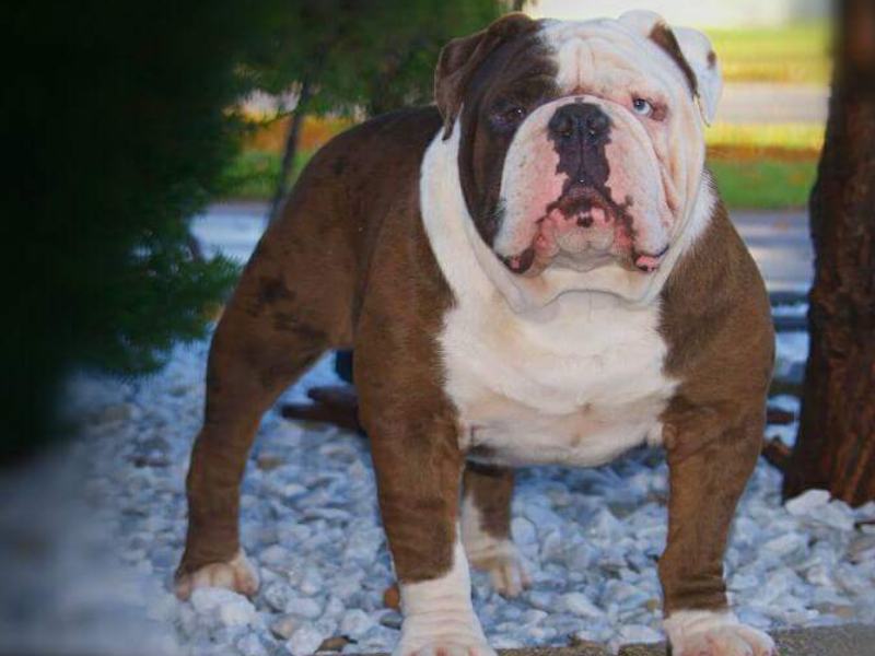 puppies american bully for sale