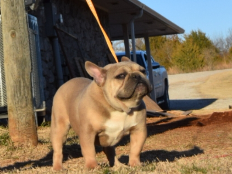 frenchie puppy for sale in oklahoma
