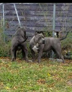 bully breeds and other puppies