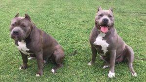 american bully puppy pictures