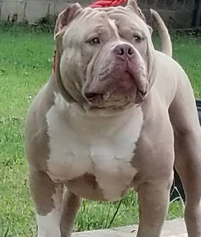 champagne xl american bully, absolutely massive