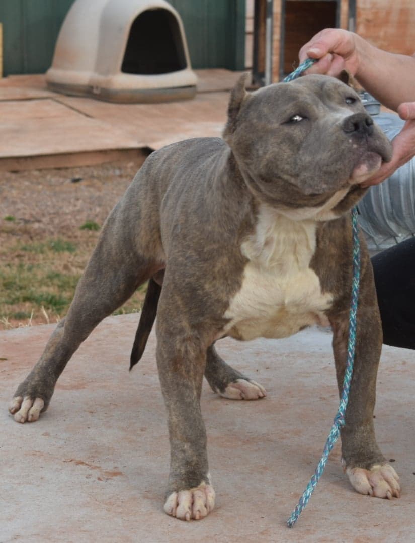 Xl American Bully Puppies For Sale / UKC/ABKC
