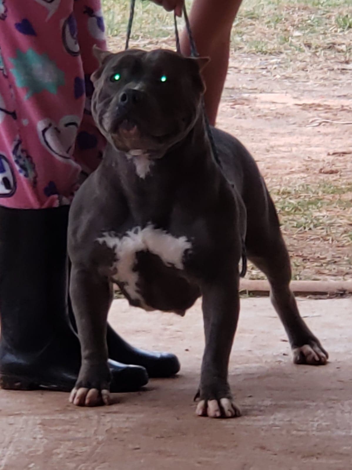 XL AMERICAN BULLY PUPPIES FOR SALE Archives Mugleston