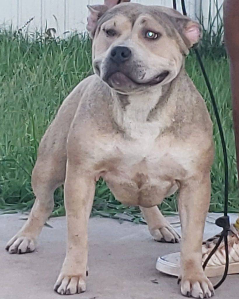 XL AMERICAN BULLY PUPPIES FOR SALE Archives Mugleston